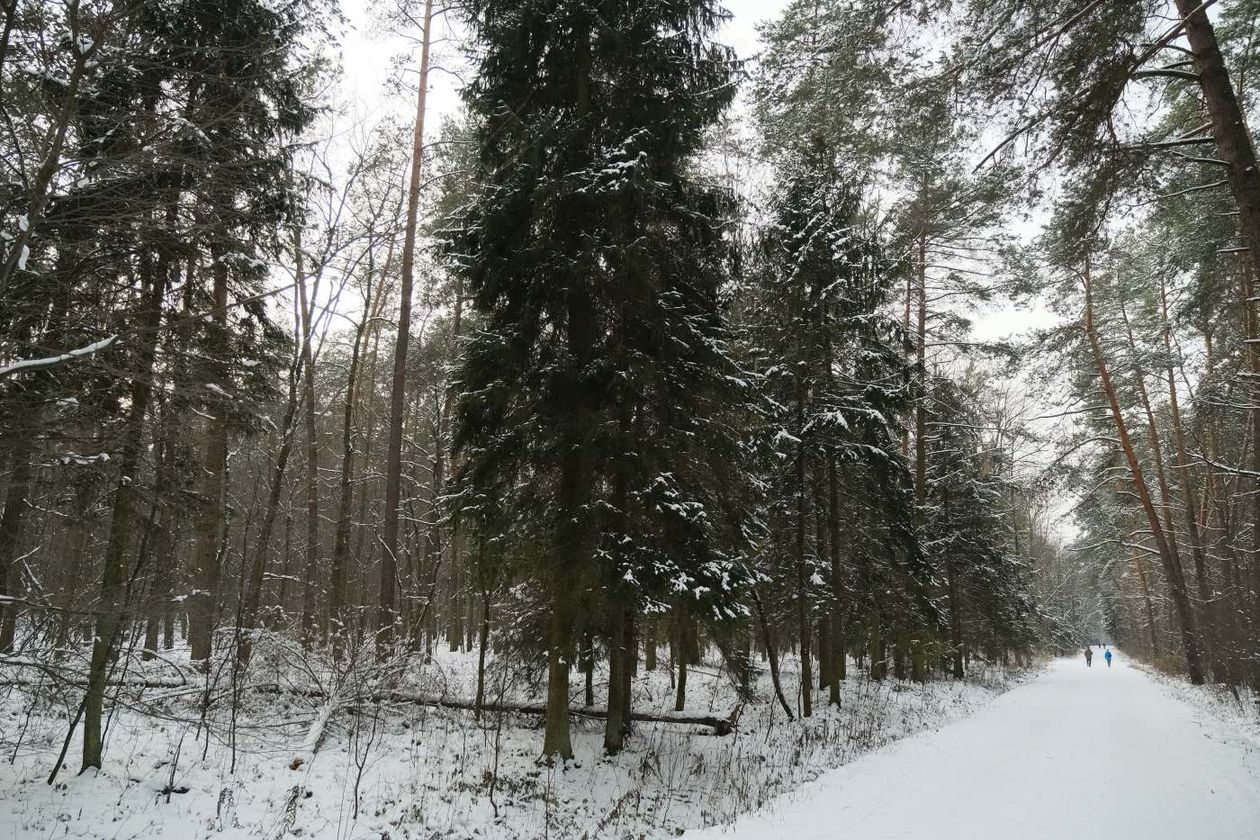  Zimowy relaks w Lasach Kozłowieckich (zdjęcie 1) - Autor: Maciej Kaczanowski