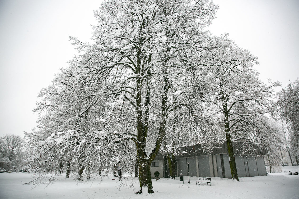  Zamość pod śniegiem (zdjęcie 1) - Autor: Kazimierz Chmiel