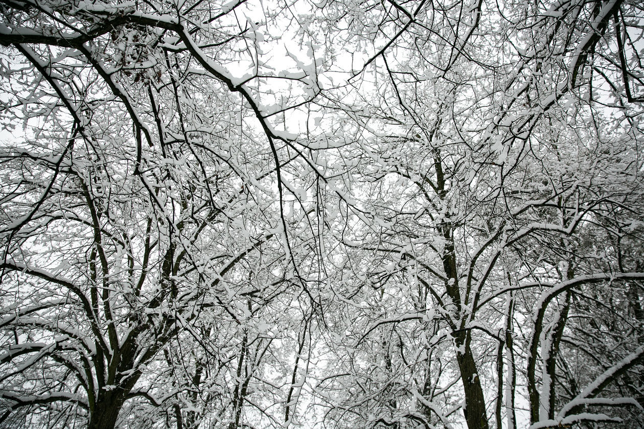  Zamość pod śniegiem (zdjęcie 1) - Autor: Kazimierz Chmiel