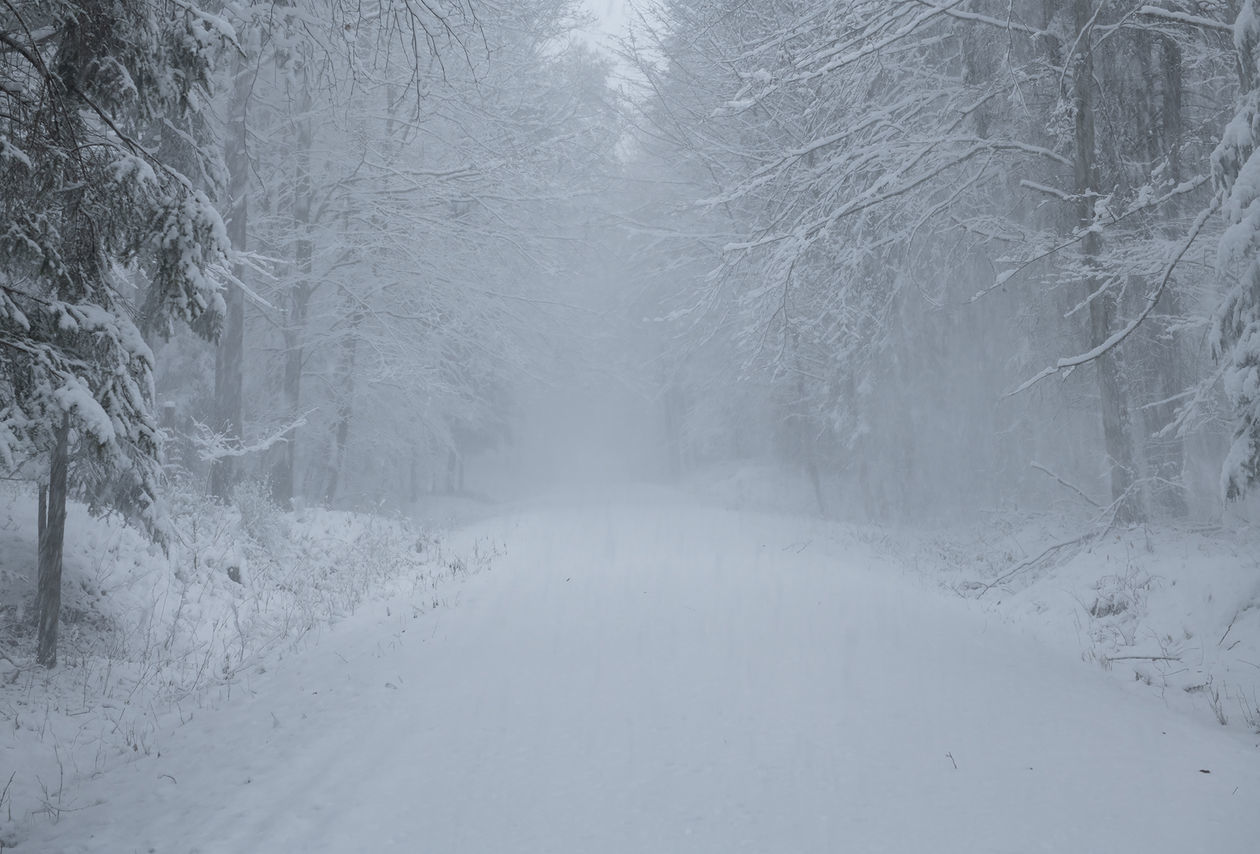  Zima w Roztoczańskim Parku Narodowym (zdjęcie 1) - Autor: Paweł Marczakowski Fotografia Przyrodnicza