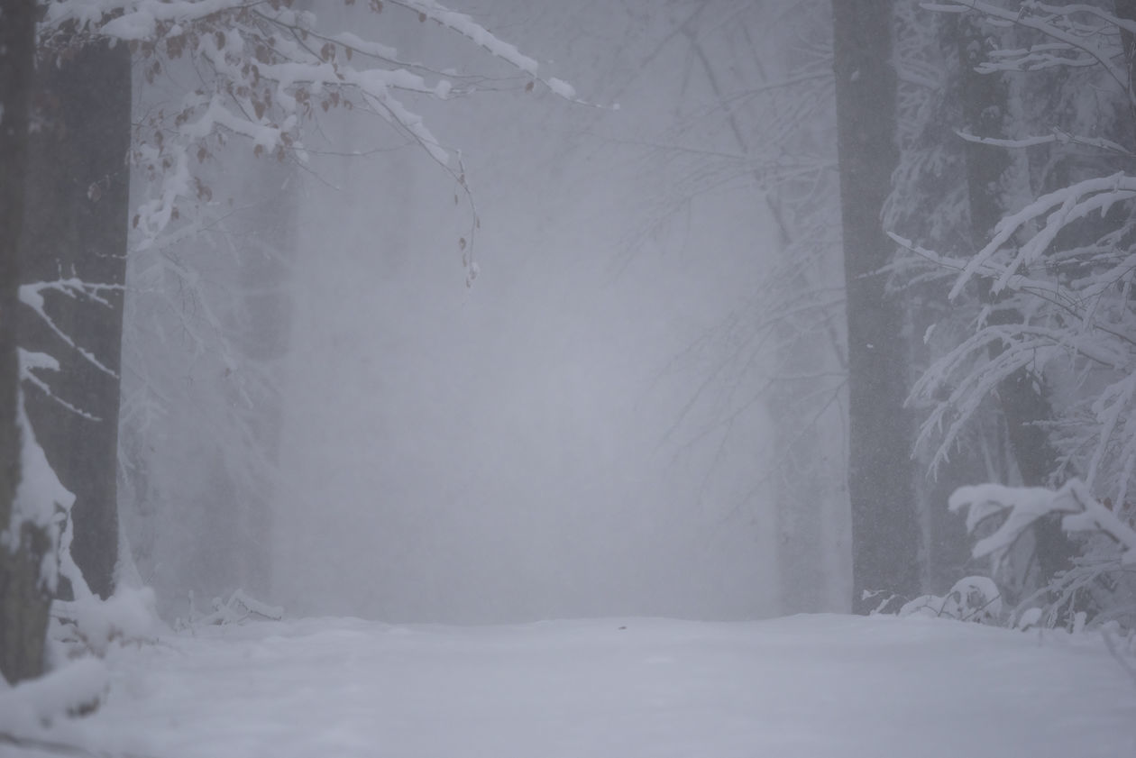 Zima w Roztoczańskim Parku Narodowym (zdjęcie 1) - Autor: Paweł Marczakowski Fotografia Przyrodnicza