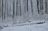 Zima w Roztoczańskim Parku Narodowym (zdjęcie 5)