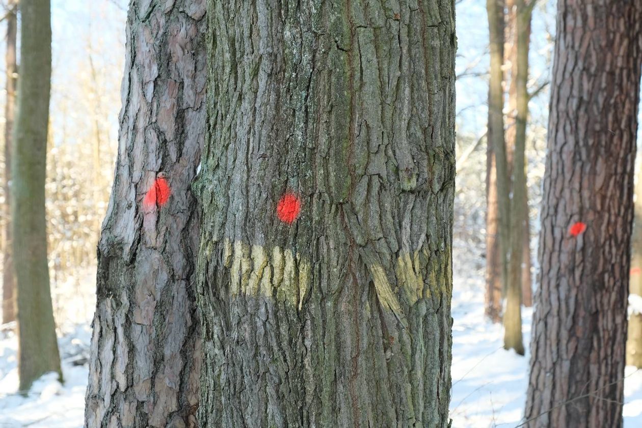  Drzewa rosnące przy drodze powiatowej Dąbrówka-Kozłówka (zdjęcie 1) - Autor: Maciej Kaczanowski