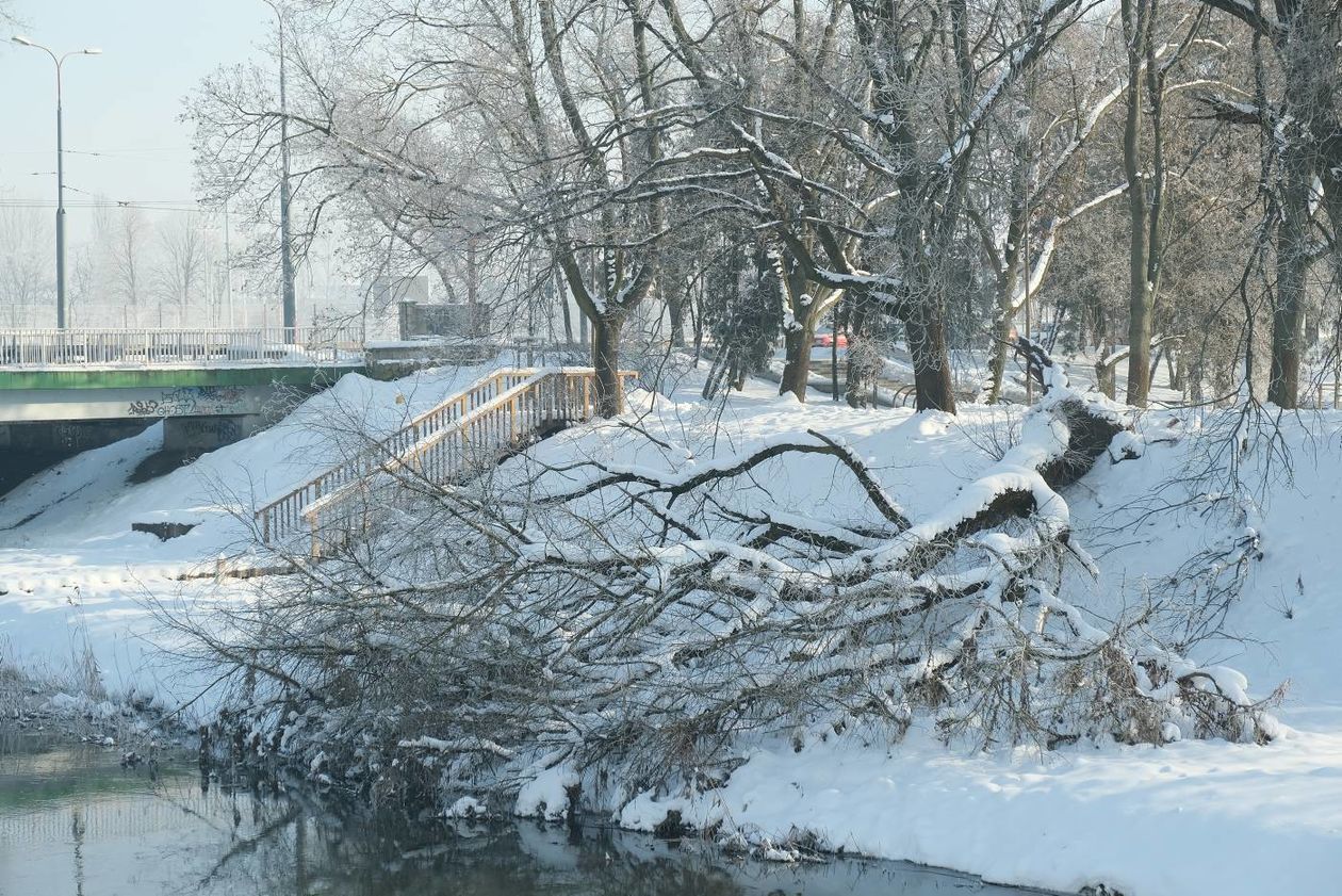  Szadź nad Bystrzycą w Lublinie (zdjęcie 1) - Autor: Maciej Kaczanowski