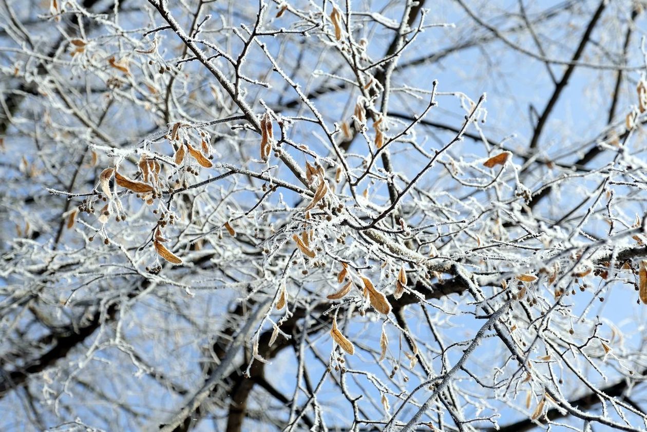  Szadź nad Bystrzycą w Lublinie (zdjęcie 1) - Autor: Maciej Kaczanowski