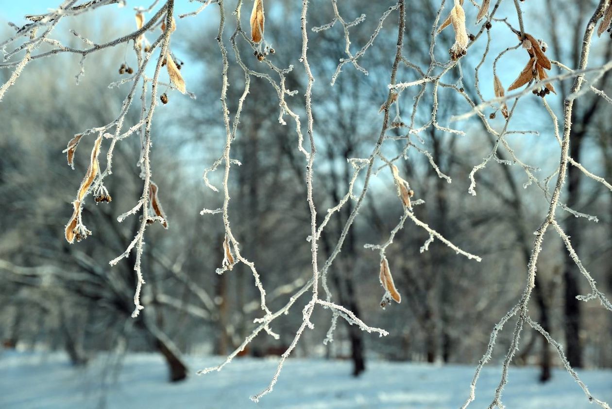  Szadź nad Bystrzycą w Lublinie (zdjęcie 1) - Autor: Maciej Kaczanowski