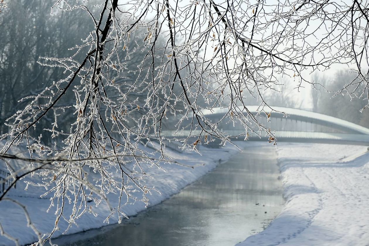  Szadź nad Bystrzycą w Lublinie (zdjęcie 1) - Autor: Maciej Kaczanowski