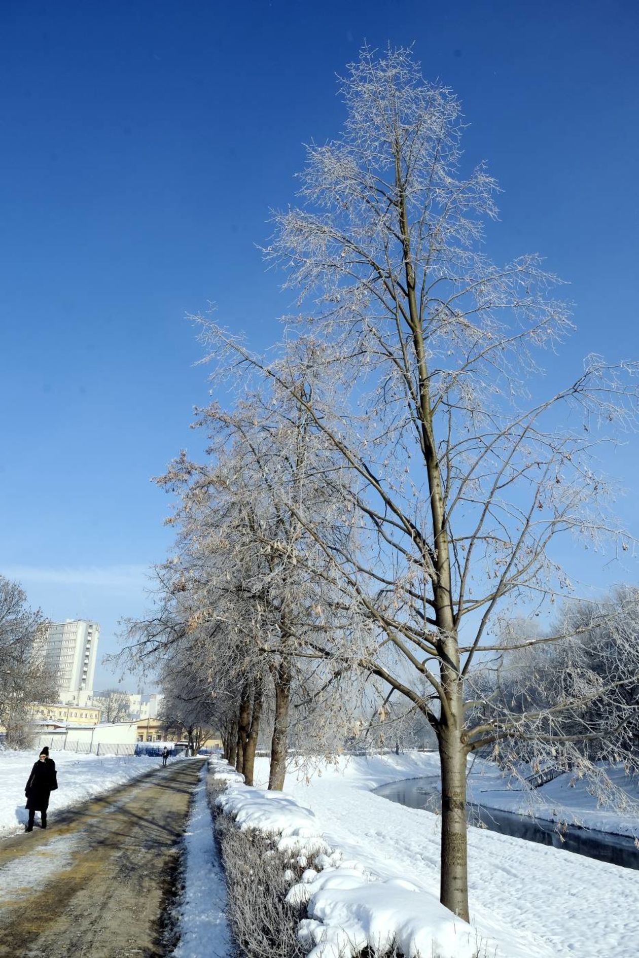  Szadź nad Bystrzycą w Lublinie (zdjęcie 1) - Autor: Maciej Kaczanowski