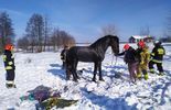 Akcja ratownicza konia w Krasnymstawie (zdjęcie 2)