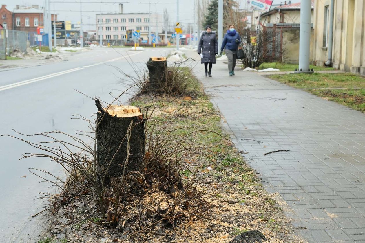  Wycinka drzew w sąsiedztwie placu budowy nowego dworca  (zdjęcie 1) - Autor: Maciej Kaczanowski