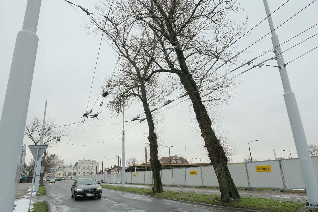  Wycinka drzew w sąsiedztwie placu budowy nowego dworca  (zdjęcie 1) - Autor: Maciej Kaczanowski