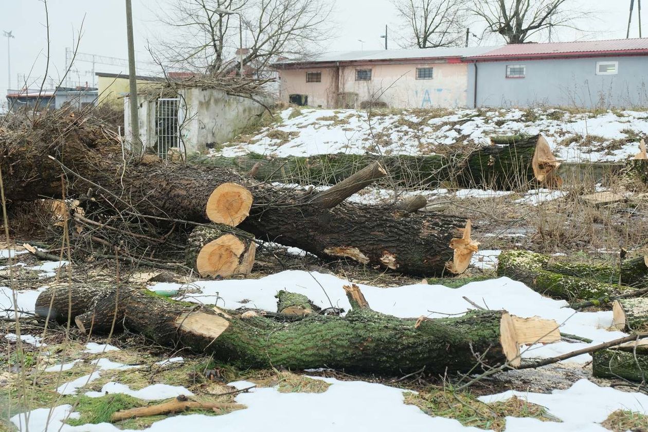  Wycinka drzew w sąsiedztwie placu budowy nowego dworca  (zdjęcie 1) - Autor: Maciej Kaczanowski