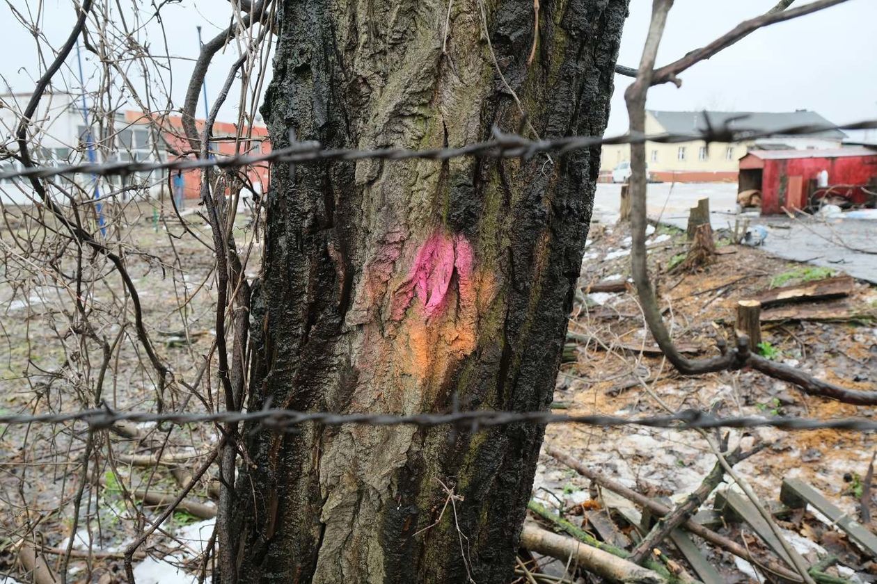  Wycinka drzew w sąsiedztwie placu budowy nowego dworca  (zdjęcie 1) - Autor: Maciej Kaczanowski