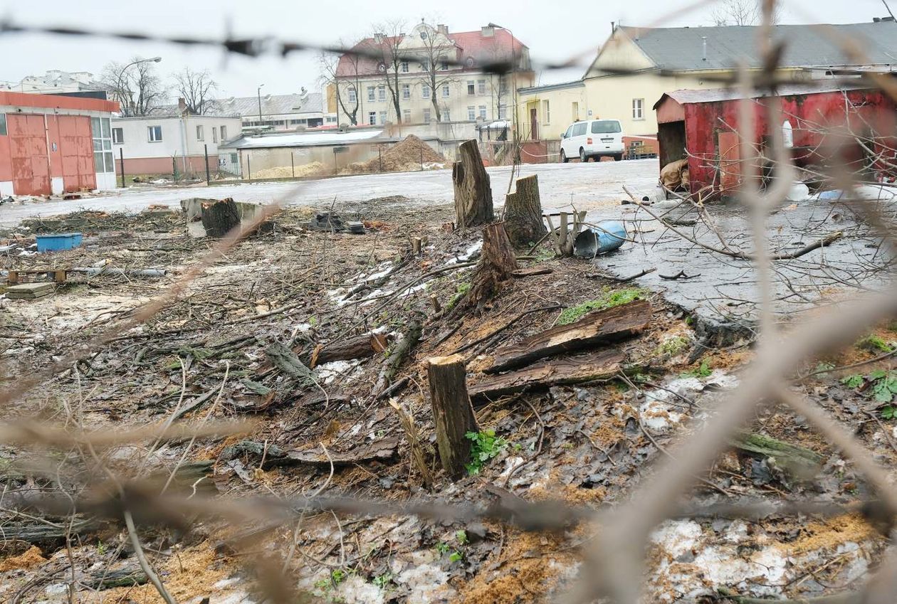  Wycinka drzew w sąsiedztwie placu budowy nowego dworca  (zdjęcie 1) - Autor: Maciej Kaczanowski