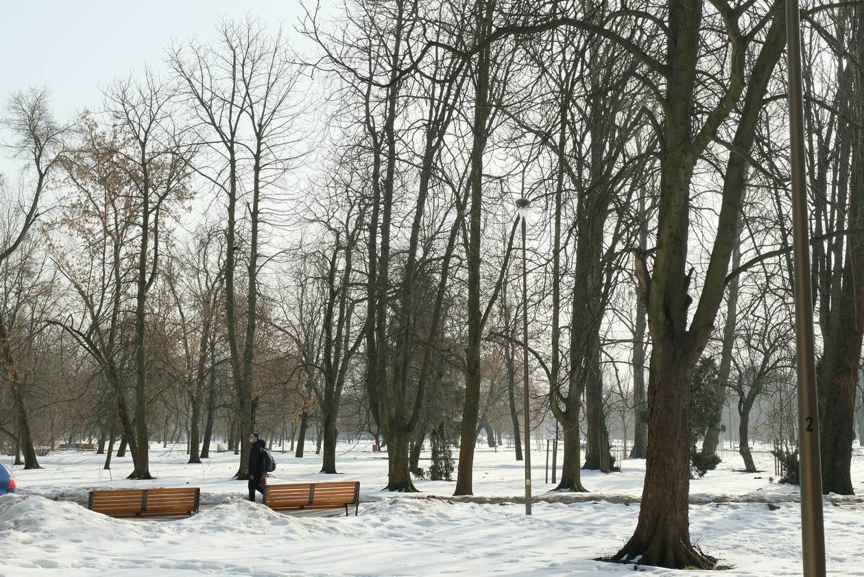  Oznakowane drzewa w Parku Ludowym przeznaczone do wycinki lub leczenia (zdjęcie 1) - Autor: Maciej Kaczanowski