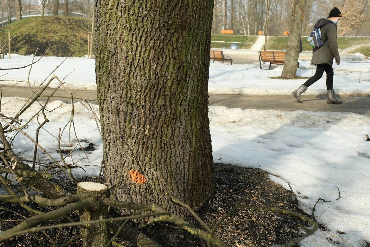 Oznakowane drzewa w Parku Ludowym przeznaczone do wycinki lub leczenia - Autor: Maciej Kaczanowski