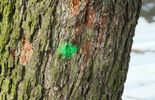 Oznakowane drzewa w Parku Ludowym przeznaczone do wycinki lub leczenia (zdjęcie 5)