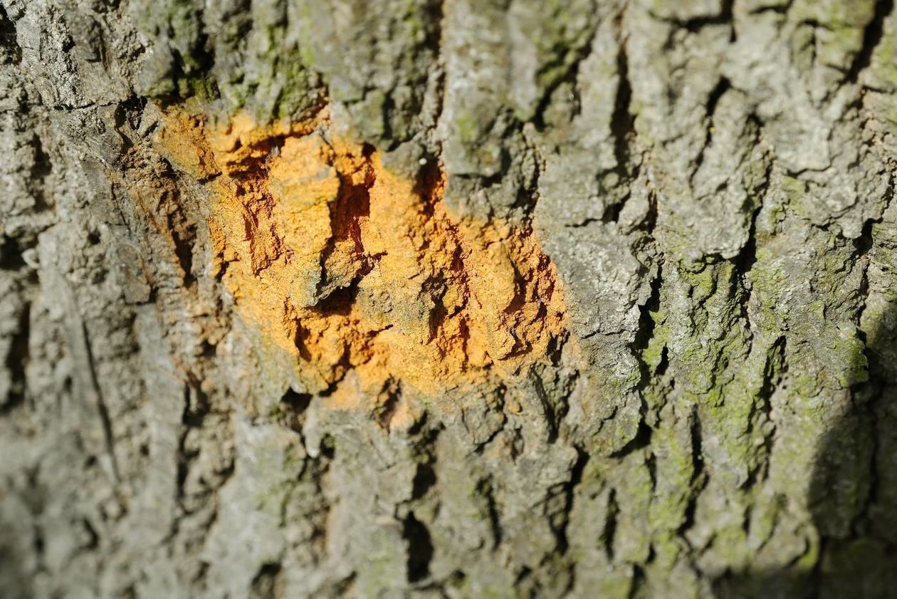  Oznakowane drzewa w Parku Ludowym przeznaczone do wycinki lub leczenia (zdjęcie 1) - Autor: Maciej Kaczanowski