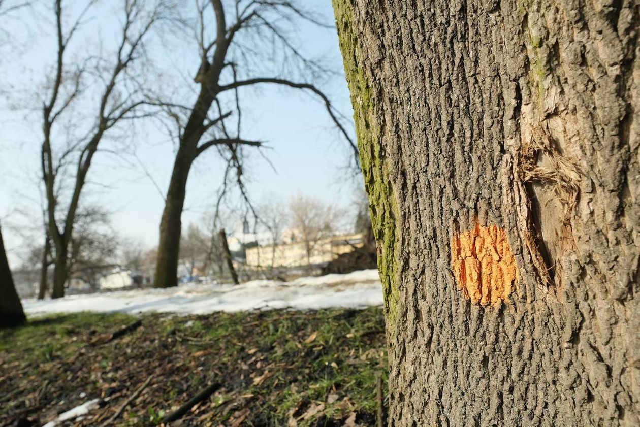  Oznakowane drzewa w Parku Ludowym przeznaczone do wycinki lub leczenia (zdjęcie 1) - Autor: Maciej Kaczanowski