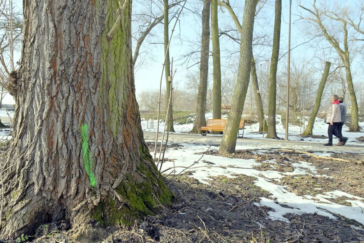  Oznakowane drzewa w Parku Ludowym przeznaczone do wycinki lub leczenia (zdjęcie 1) - Autor: Maciej Kaczanowski