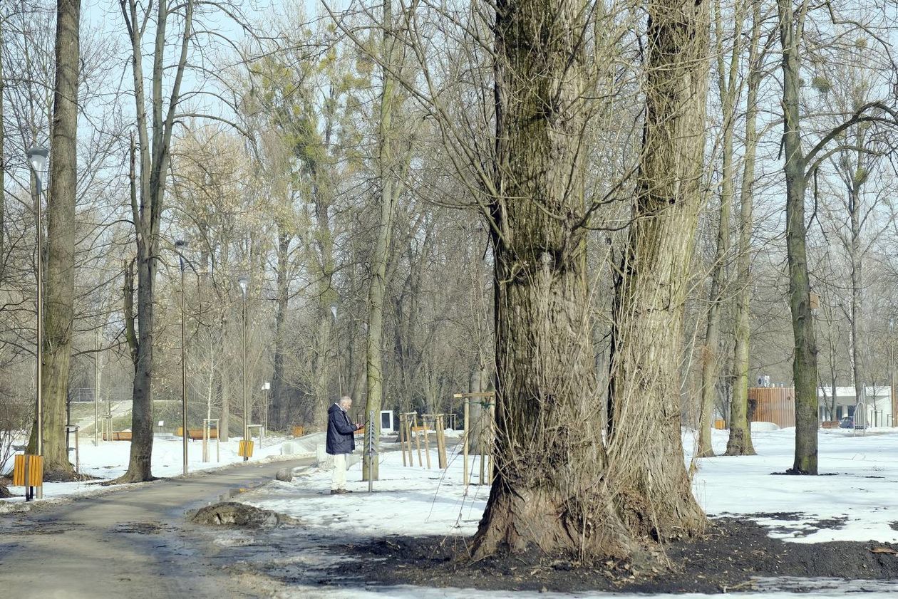  Oznakowane drzewa w Parku Ludowym przeznaczone do wycinki lub leczenia (zdjęcie 1) - Autor: Maciej Kaczanowski