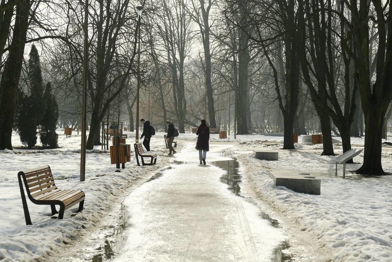  Oznakowane drzewa w Parku Ludowym przeznaczone do wycinki lub leczenia (zdjęcie 1) - Autor: Maciej Kaczanowski