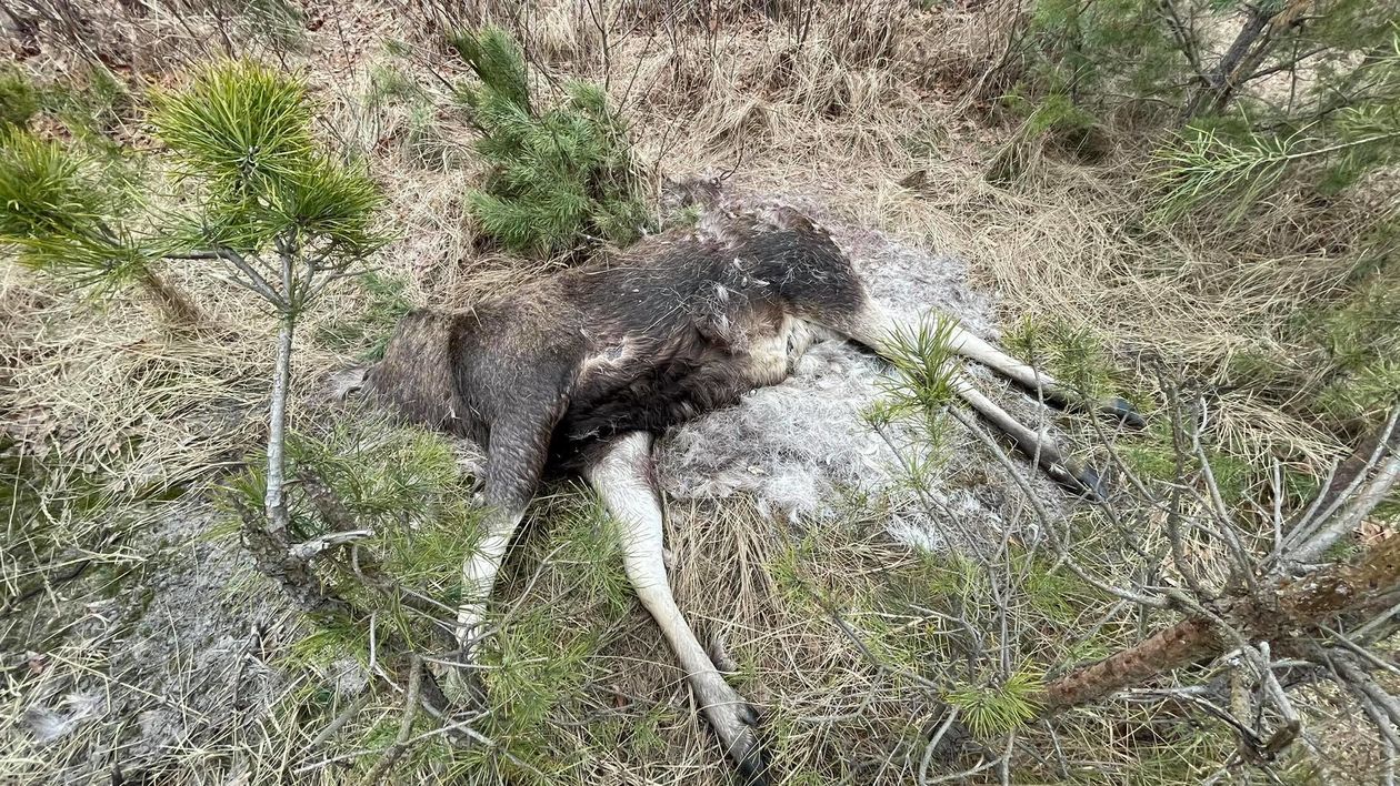 Truchło łosia i jelenia znalezione w lesie koło Puław