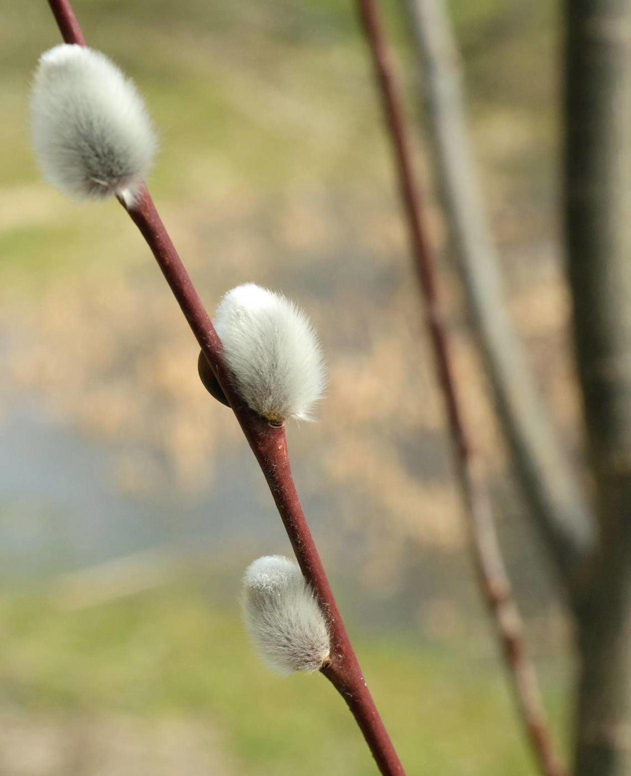  Oznaki wiosny w Ogrodzie Botanicznym UMCS: kwitną rośliny wczesnowiosenne (zdjęcie 1) - Autor: Maciej Kaczanowski