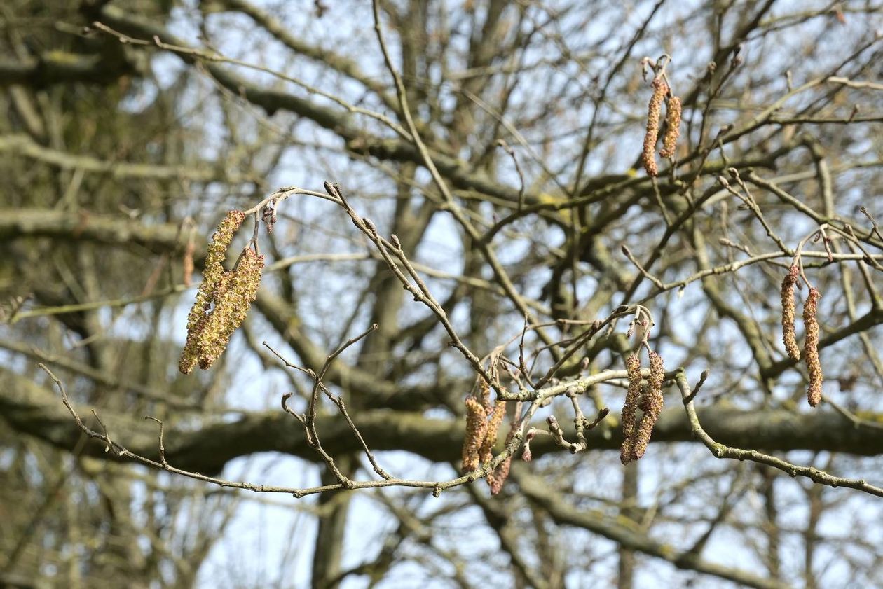  Oznaki wiosny w Ogrodzie Botanicznym UMCS: kwitną rośliny wczesnowiosenne (zdjęcie 1) - Autor: Maciej Kaczanowski