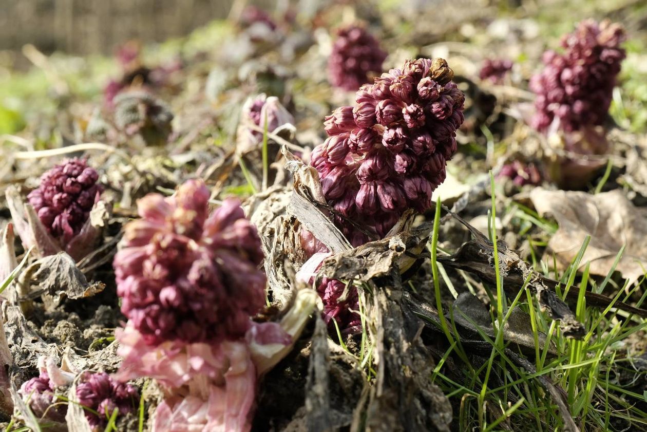  Oznaki wiosny w Ogrodzie Botanicznym UMCS: kwitną rośliny wczesnowiosenne (zdjęcie 1) - Autor: Maciej Kaczanowski