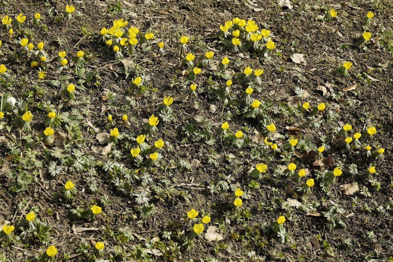  Oznaki wiosny w Ogrodzie Botanicznym UMCS: kwitną rośliny wczesnowiosenne (zdjęcie 1) - Autor: Maciej Kaczanowski