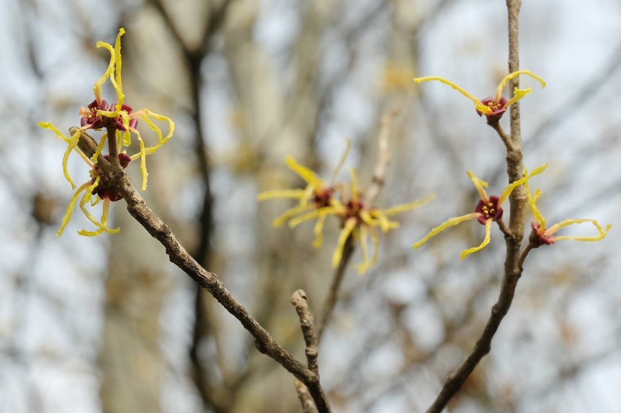  Oznaki wiosny w Ogrodzie Botanicznym UMCS: kwitną rośliny wczesnowiosenne (zdjęcie 1) - Autor: Maciej Kaczanowski