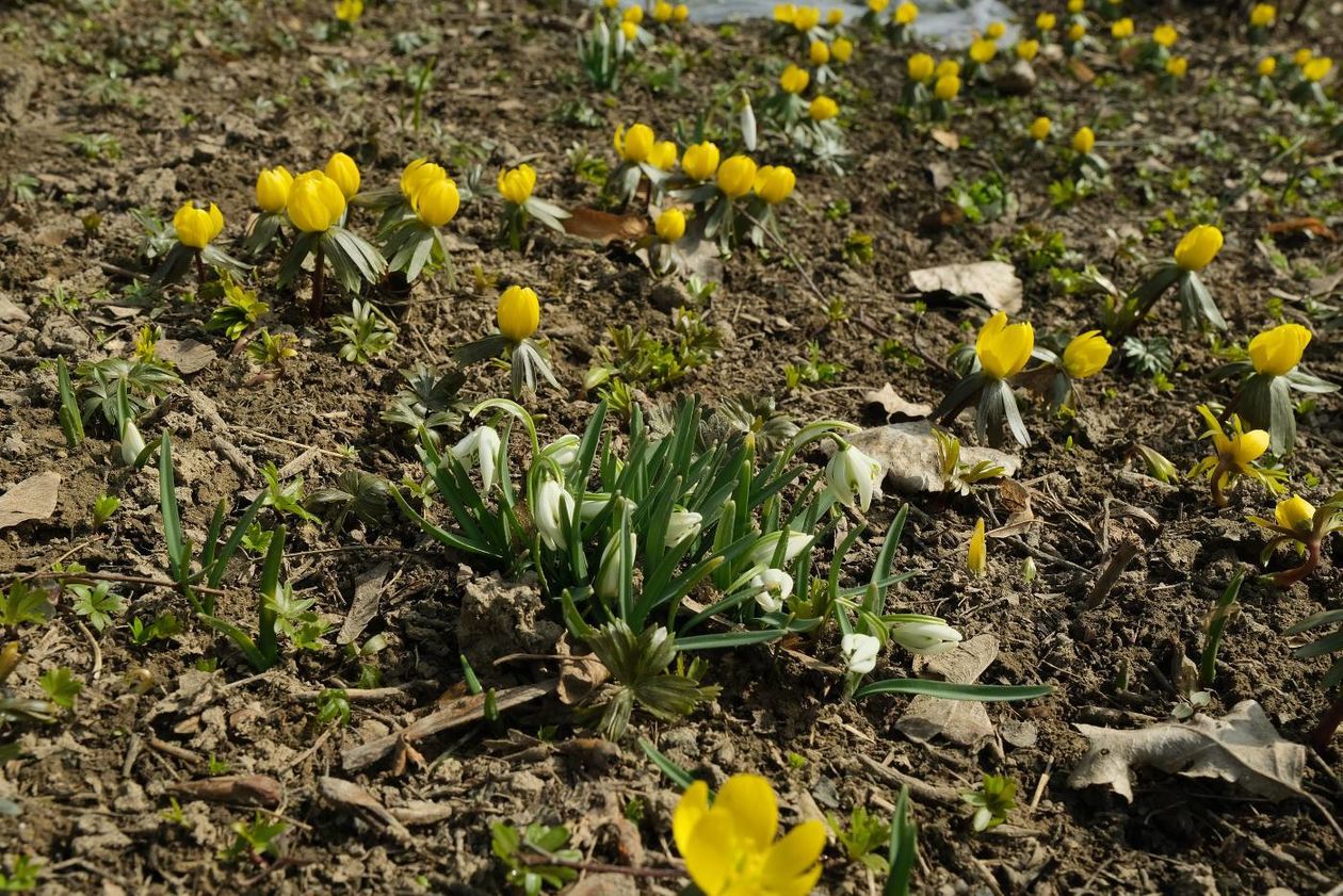  Oznaki wiosny w Ogrodzie Botanicznym UMCS: kwitną rośliny wczesnowiosenne (zdjęcie 1) - Autor: Maciej Kaczanowski