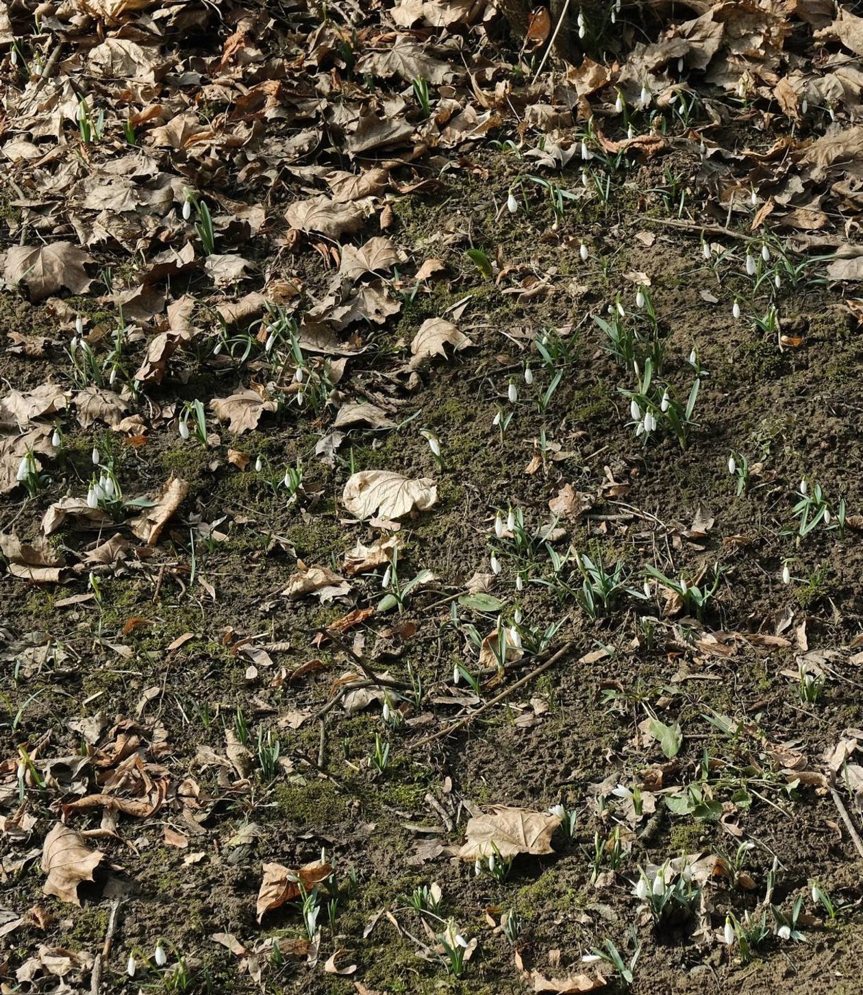  Oznaki wiosny w Ogrodzie Botanicznym UMCS: kwitną rośliny wczesnowiosenne (zdjęcie 1) - Autor: Maciej Kaczanowski