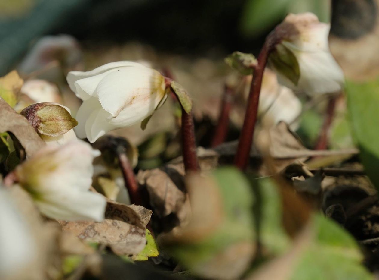  Oznaki wiosny w Ogrodzie Botanicznym UMCS: kwitną rośliny wczesnowiosenne (zdjęcie 1) - Autor: Maciej Kaczanowski