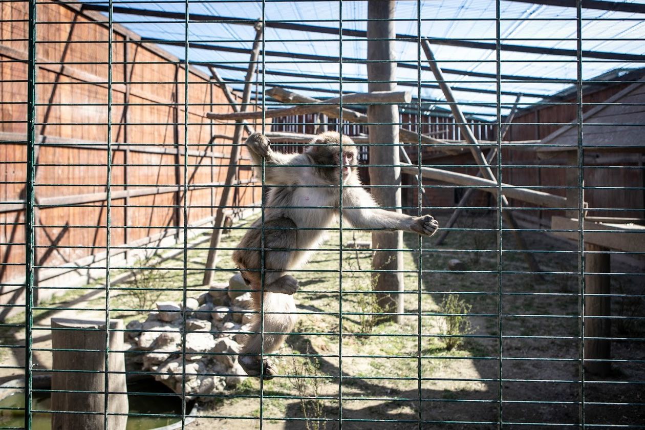  <p class="MsoNormal">Zwierzęta można też oglądać w&nbsp;mini zoo w&nbsp;Roman&oacute;wce koło Wojciechowa. Obostrzenia dotyczące zamknięcia plac&oacute;wek nie dotyczą tego rodzaju atrakcji. W&nbsp;niedzielę zoo jest nieczynne, ale już w&nbsp;poniedziałek przyjmuje zwiedzających.</p>
<p>&nbsp;</p>
<p><!-- [if gte mso 9]><xml>
 <w:WordDocument>
  <w:View>Normal</w:View>
  <w:Zoom>0</w:Zoom>
  <w:AutoHyphenation></w:AutoHyphenation>
  <w:HyphenationZone>21</w:HyphenationZone>
  <w:PunctuationKerning></w:PunctuationKerning>
  <w:ValidateAgainstSchemas></w:ValidateAgainstSchemas>
  <w:SaveIfXMLInvalid>false</w:SaveIfXMLInvalid>
  <w:IgnoreMixedContent>false</w:IgnoreMixedContent>
  <w:AlwaysShowPlaceholderText>false</w:AlwaysShowPlaceholderText>
  <w:Compatibility>
   <w:BreakWrappedTables></w:BreakWrappedTables>
   <w:SnapToGridInCell></w:SnapToGridInCell>
   <w:WrapTextWithPunct></w:WrapTextWithPunct>
   <w:UseAsianBreakRules></w:UseAsianBreakRules>
   <w:DontGrowAutofit></w:DontGrowAutofit>
  </w:Compatibility>
  <w:NoLineBreaksAfter Lang="JA">‘“</w:NoLineBreaksAfter>
  <w:NoLineBreaksBefore Lang="JA">’”</w:NoLineBreaksBefore>
  <w:BrowserLevel>MicrosoftInternetExplorer4</w:BrowserLevel>
 </w:WordDocument>
</xml><![endif]--><!-- [if gte mso 9]><xml>
 <w:LatentStyles DefLockedState="false" LatentStyleCount="156">
 </w:LatentStyles>
</xml><![endif]--><!-- [if gte mso 10]>
<style>
 /* Style Definitions */
 table.MsoNormalTable
	{mso-style-name:Standardowy;
	mso-tstyle-rowband-size:0;
	mso-tstyle-colband-size:0;
	mso-style-noshow:yes;
	mso-style-parent:"";
	mso-padding-alt:0cm 5.4pt 0cm 5.4pt;
	mso-para-margin:0cm;
	mso-para-margin-bottom:.0001pt;
	mso-pagination:widow-orphan;
	font-size:10.0pt;
	font-family:"Times New Roman";
	mso-ansi-language:#0400;
	mso-fareast-language:#0400;
	mso-bidi-language:#0400;}
</style>
<![endif]--></p>