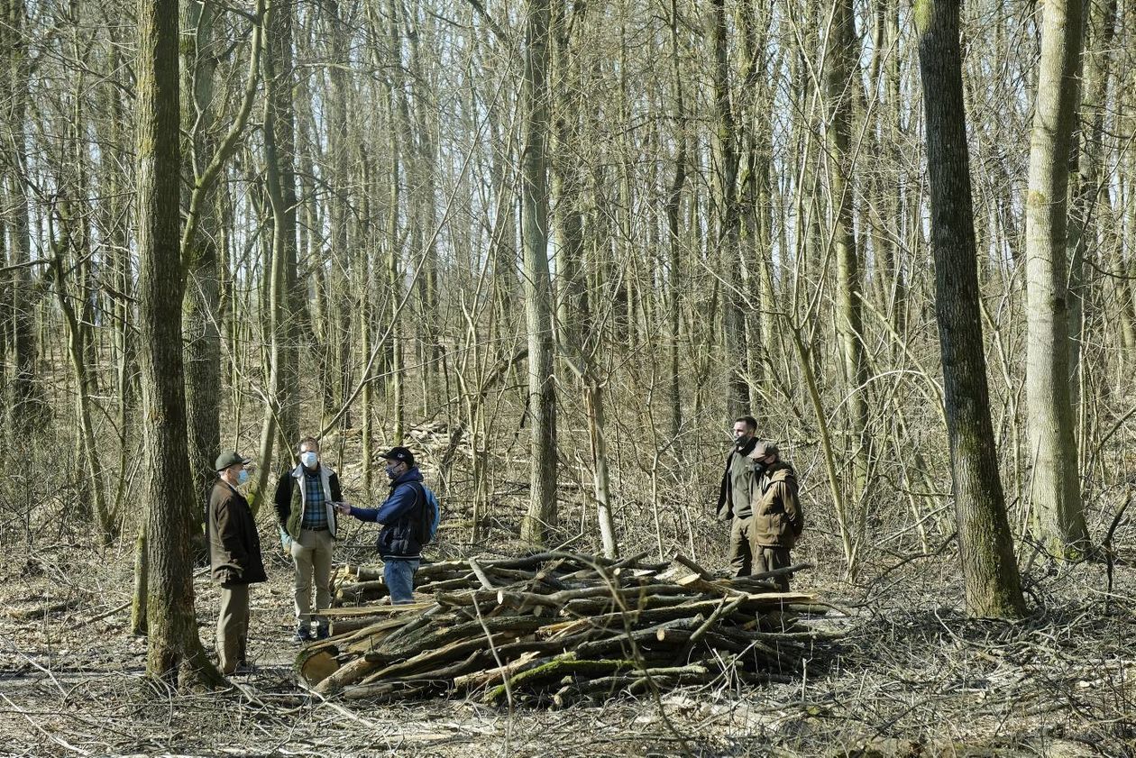  O wycince drzew w Starym Gaju: spotkanie z leśnikami (zdjęcie 1) - Autor: Maciej Kaczanowski