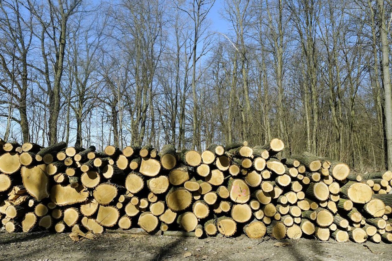  O wycince drzew w Starym Gaju: spotkanie z leśnikami (zdjęcie 1) - Autor: Maciej Kaczanowski