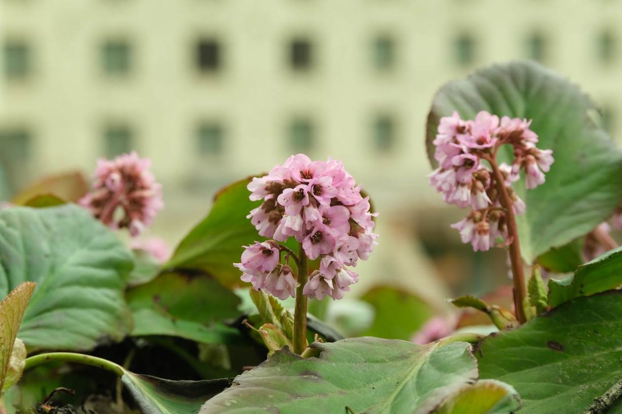  Ogród Botaniczny UMCS już otwarty dla zwiedzających (zdjęcie 1) - Autor: Maciej Kaczanowski