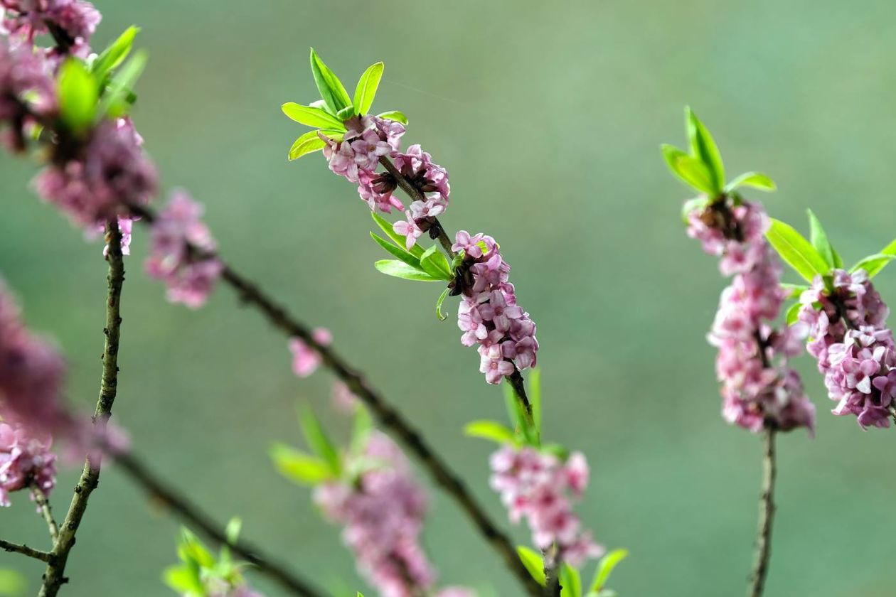  Ogród Botaniczny UMCS już otwarty dla zwiedzających (zdjęcie 1) - Autor: Maciej Kaczanowski