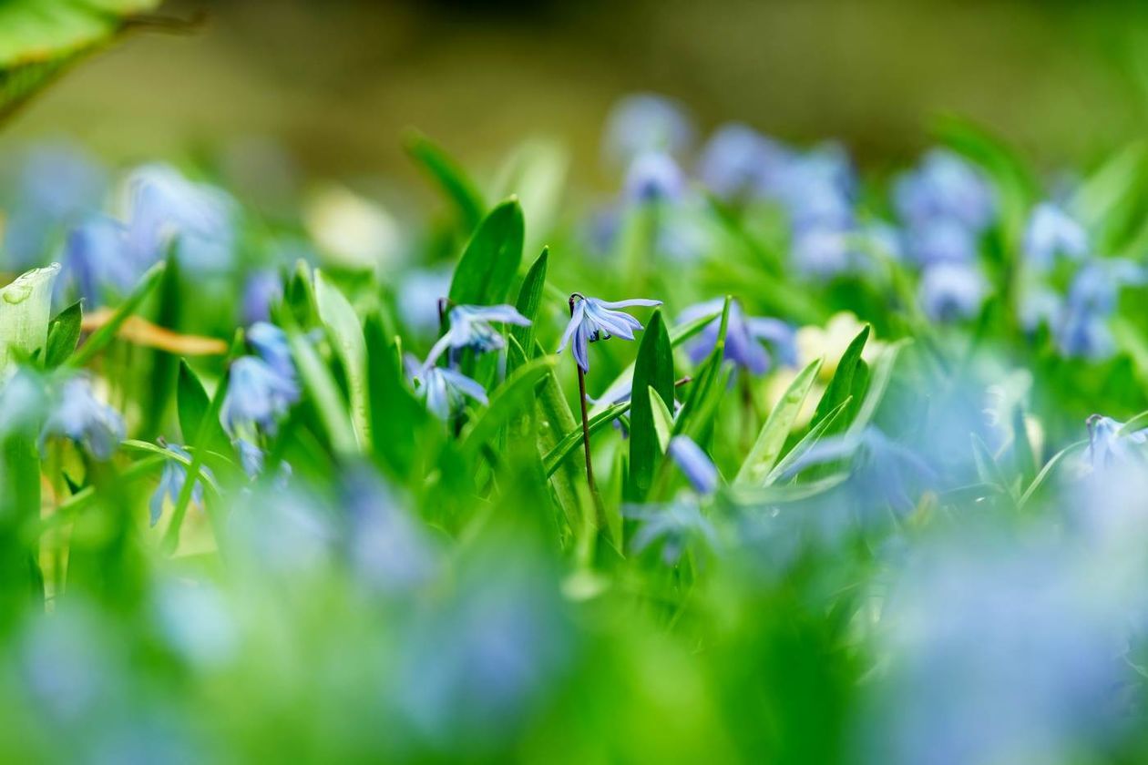  Ogród Botaniczny UMCS już otwarty dla zwiedzających (zdjęcie 1) - Autor: Maciej Kaczanowski