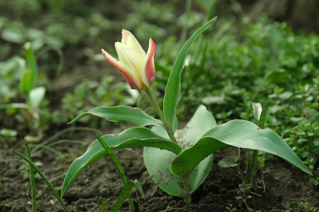  Ogród Botaniczny UMCS już otwarty dla zwiedzających (zdjęcie 1) - Autor: Maciej Kaczanowski