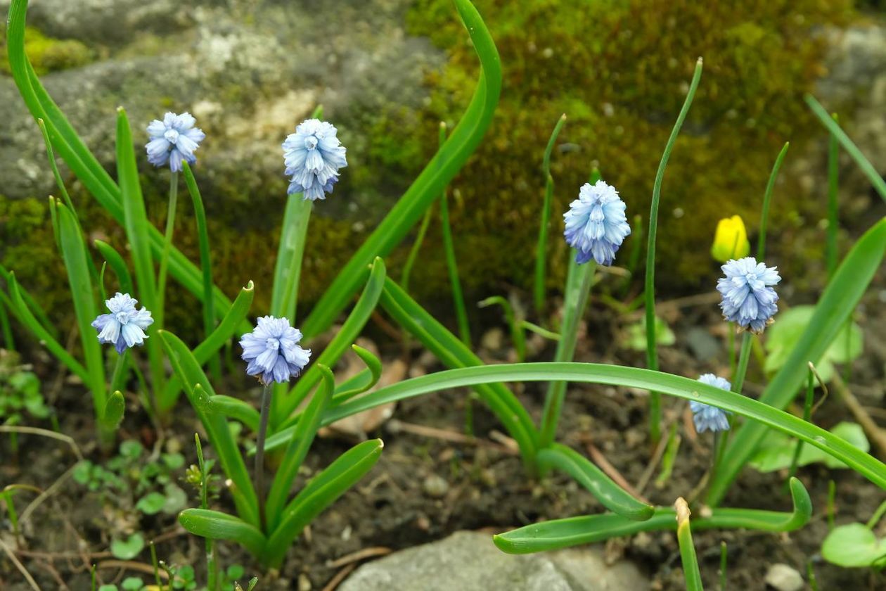  Ogród Botaniczny UMCS już otwarty dla zwiedzających (zdjęcie 1) - Autor: Maciej Kaczanowski