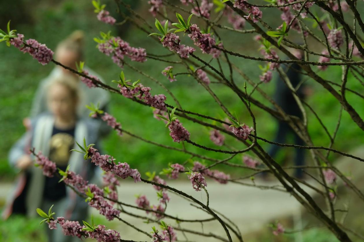  Ogród Botaniczny UMCS już otwarty dla zwiedzających (zdjęcie 1) - Autor: Maciej Kaczanowski