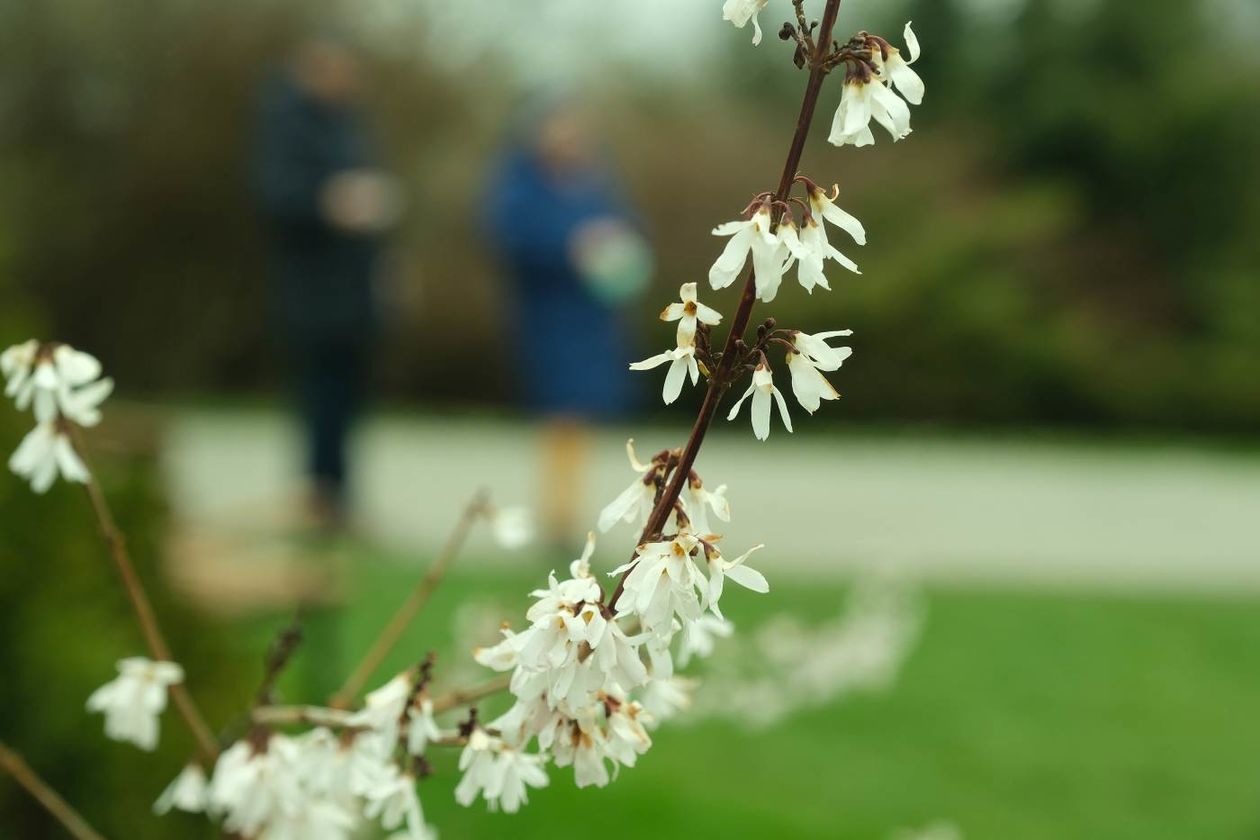  Ogród Botaniczny UMCS już otwarty dla zwiedzających (zdjęcie 1) - Autor: Maciej Kaczanowski