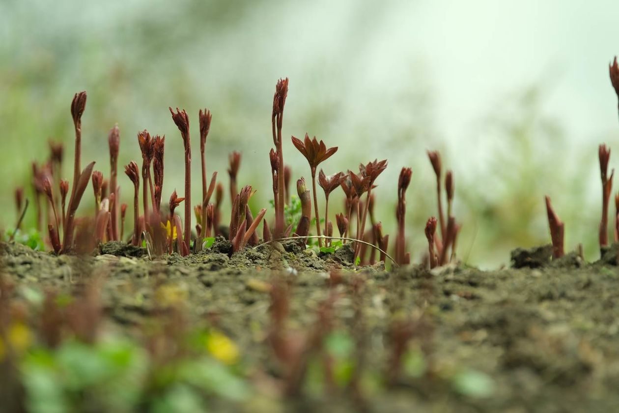  Ogród Botaniczny UMCS już otwarty dla zwiedzających (zdjęcie 1) - Autor: Maciej Kaczanowski