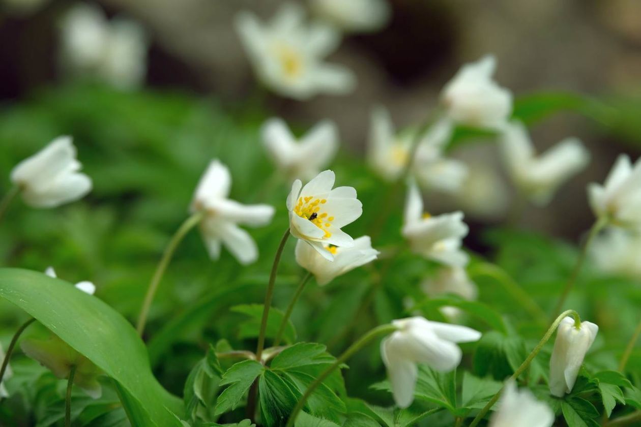  Ogród Botaniczny UMCS już otwarty dla zwiedzających (zdjęcie 1) - Autor: Maciej Kaczanowski