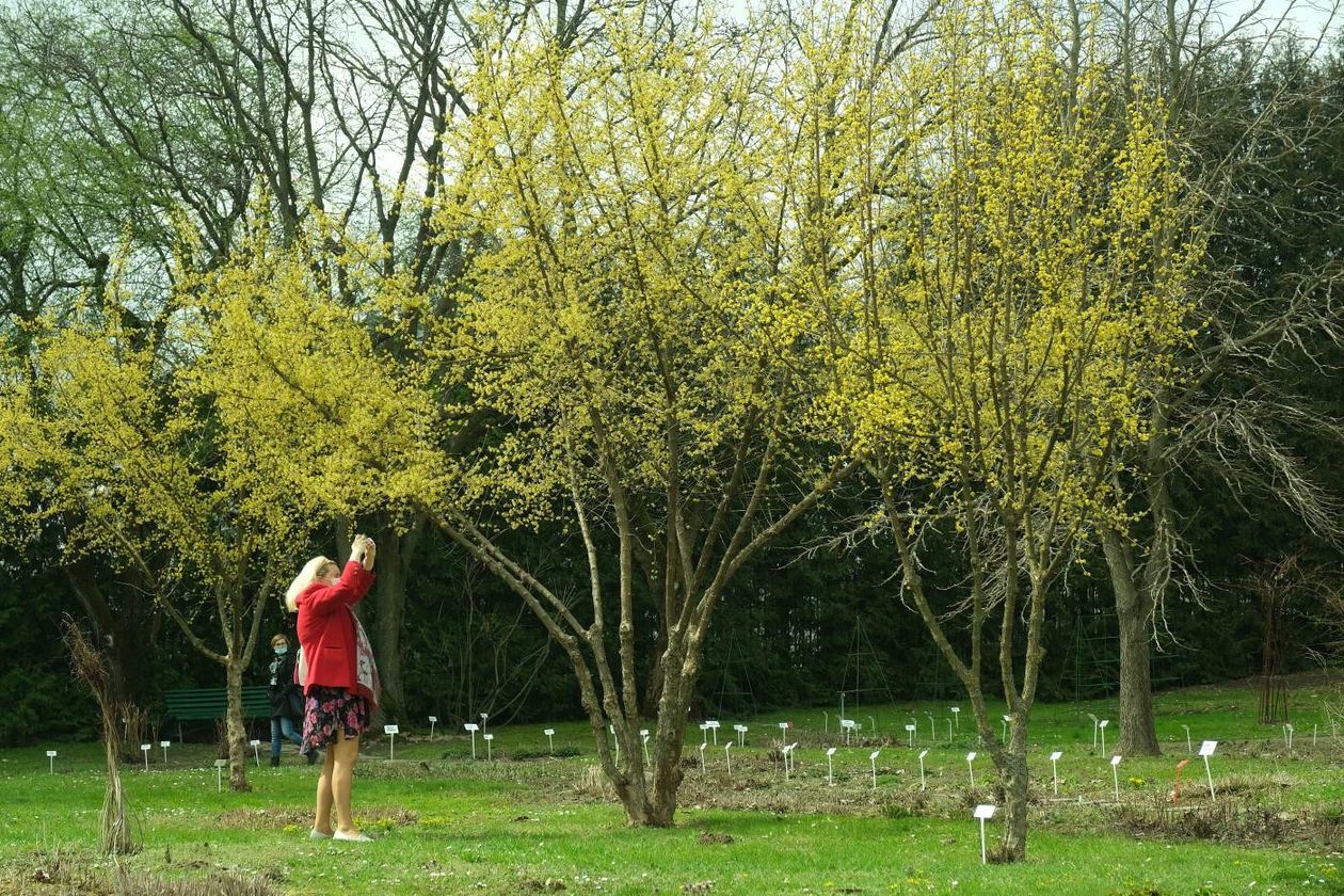  Ogród Botaniczny UMCS już otwarty dla zwiedzających (zdjęcie 1) - Autor: Maciej Kaczanowski