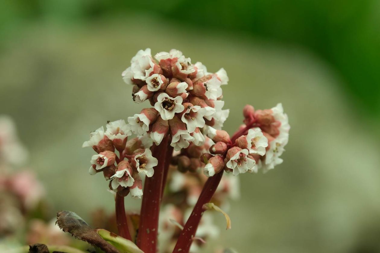  Ogród Botaniczny UMCS już otwarty dla zwiedzających (zdjęcie 1) - Autor: Maciej Kaczanowski