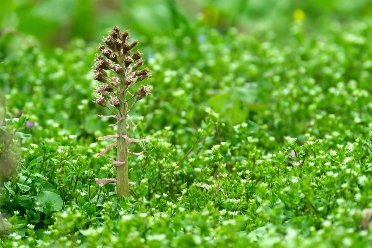  Ogród Botaniczny UMCS już otwarty dla zwiedzających (zdjęcie 1) - Autor: Maciej Kaczanowski